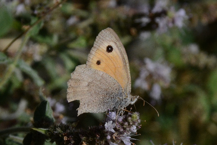 Hyponephele lupina da confermare